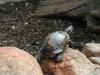 2011040701135704_k-Zoo 027.jpg